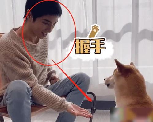 狗狗最新爆料视频播放大全,萌宠瞬间，笑料横生！  第3张