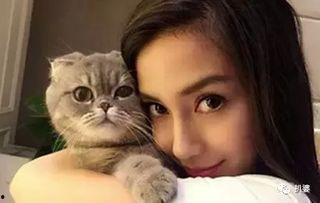 娱乐圈吃瓜猫咪是谁呀,揭秘网络红星的幕后推手  第2张